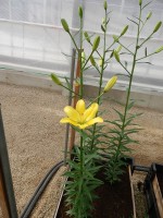 [4001 Yellow Cocotte No101.JPG]